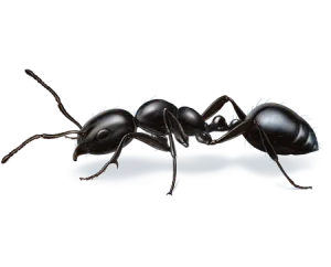 We treat hundreds of different pests